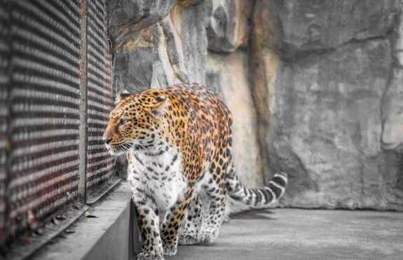 Buat Geger! Macan Tutul Masuk Pemukiman di Bandung, Begini Fakta yang Terjadi